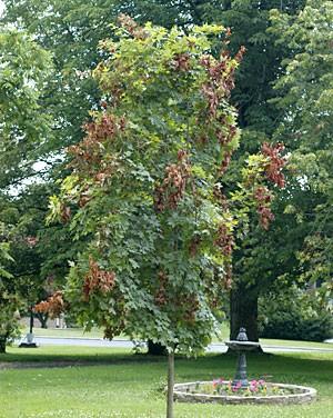 flagging damage on maple tree from cicadas