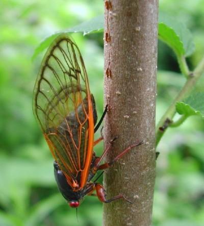 cicada laying eggs