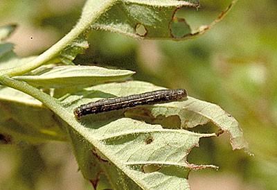 cutworm on a leaf