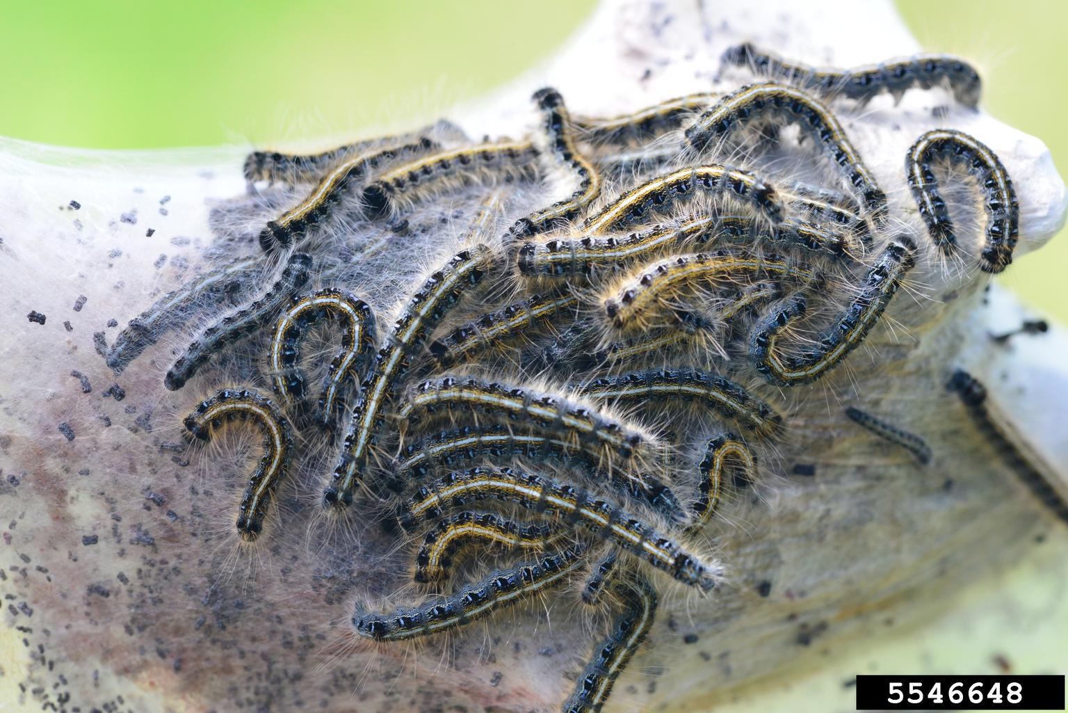 Eastern tent caterpillars