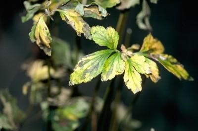 foliar nematode symptoms on anemone