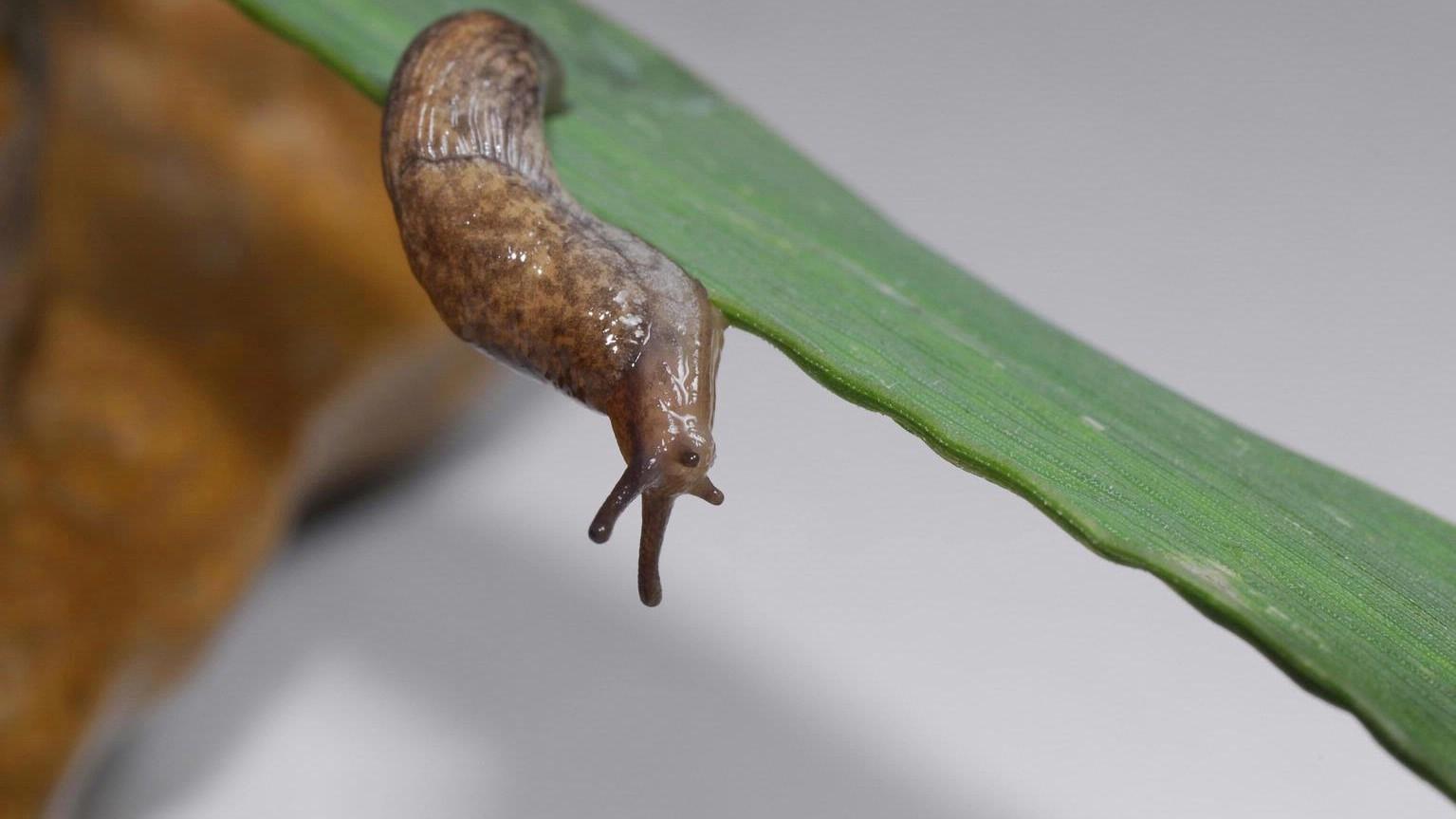 garden slug