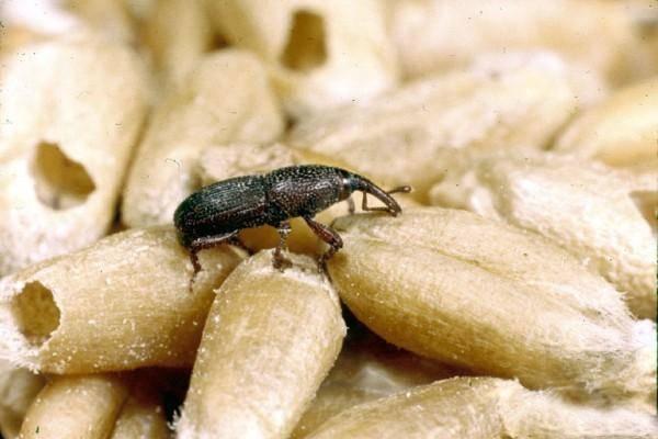 granary weevil