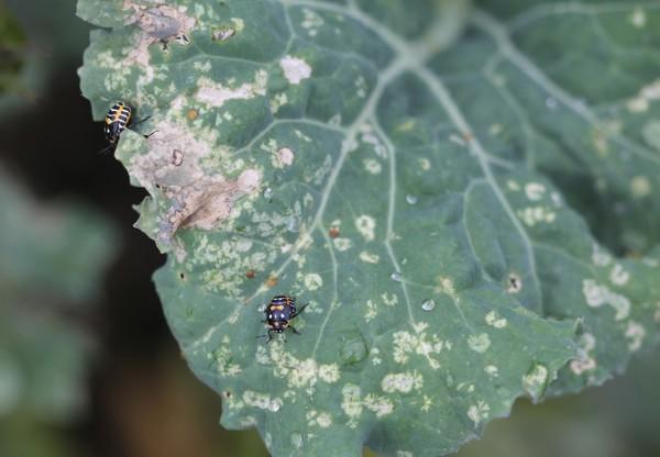 harlequin bugs and leaf spot damage