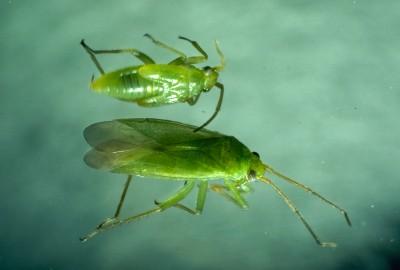 honeylocust plant bugs