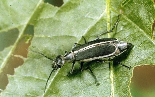 margined blister beetle