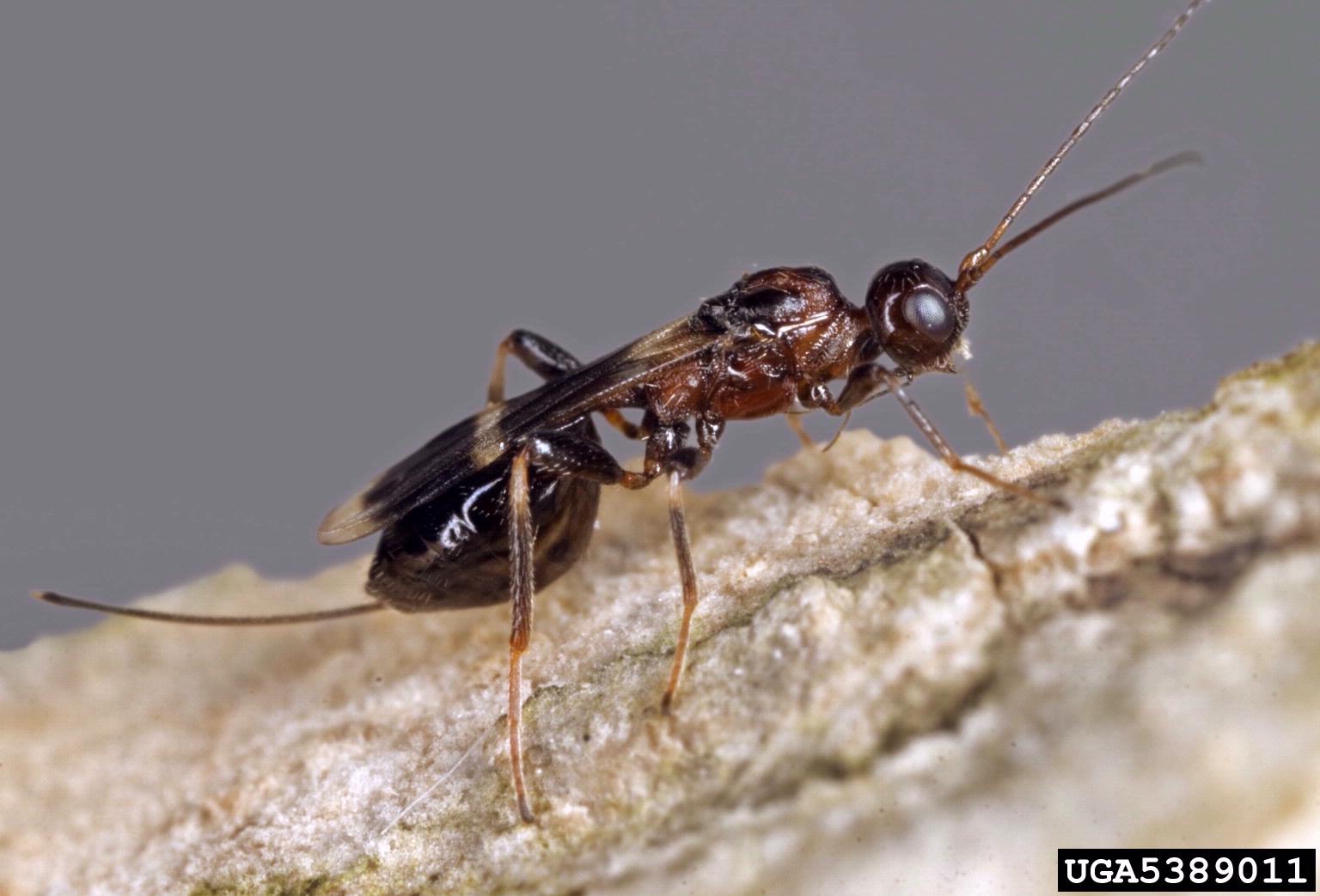 braconid wasp