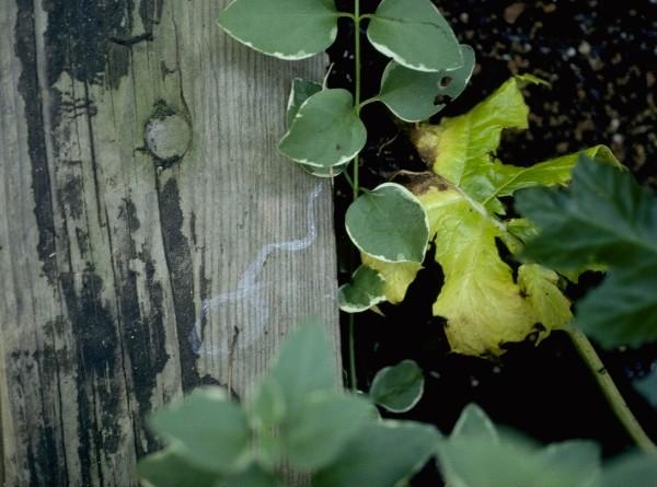 slime trail from slugs crawling on wood