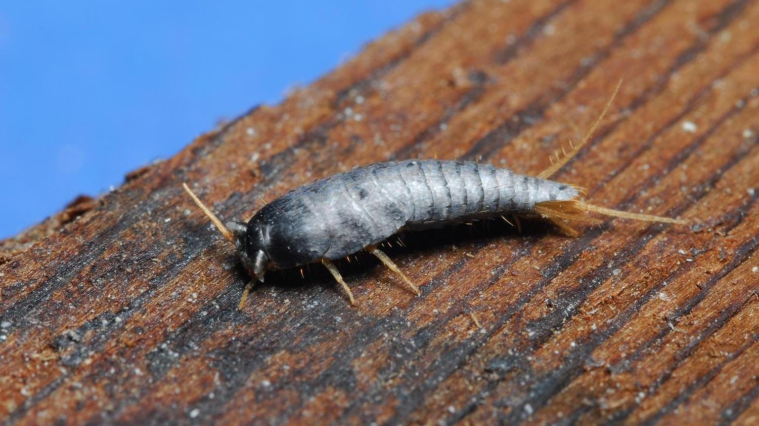 small blue silverfish