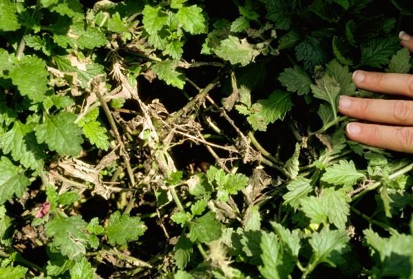 whitefly damage on verbena