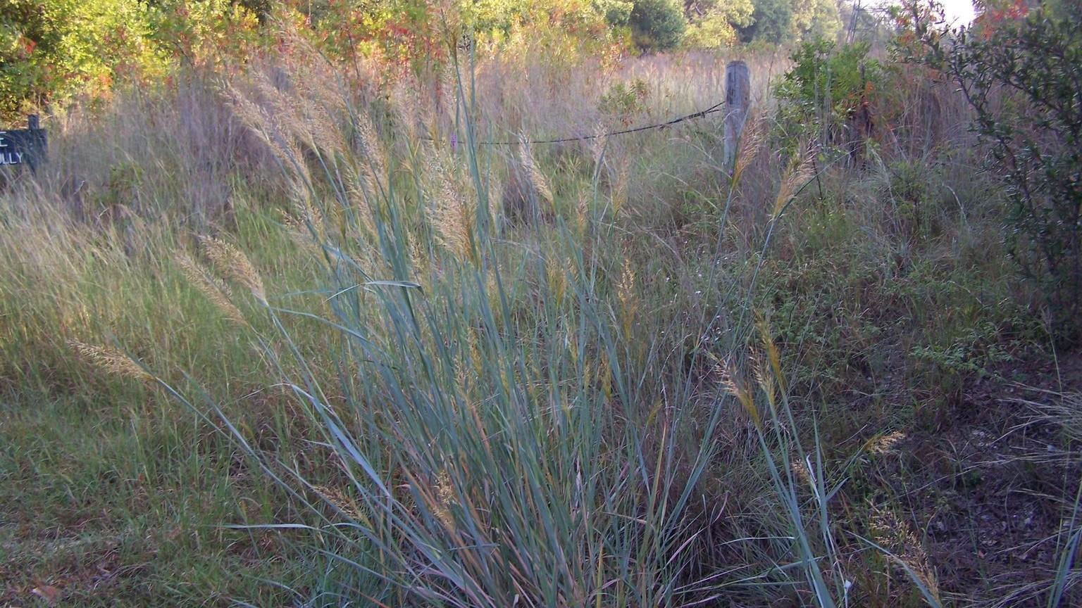 yellow indiangrass