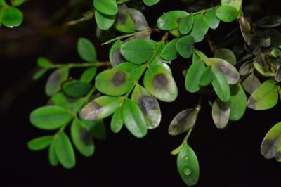 boxwood blight - black leaf spots on boxwood