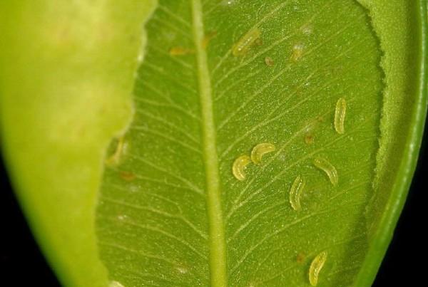 boxwood leafminer larvae