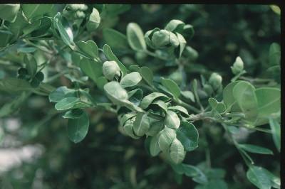 boxwood psyllid symptoms