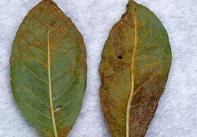 rust on azalea leaves