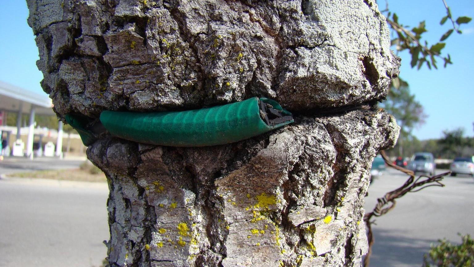 guy wire embedded in a tree trunk