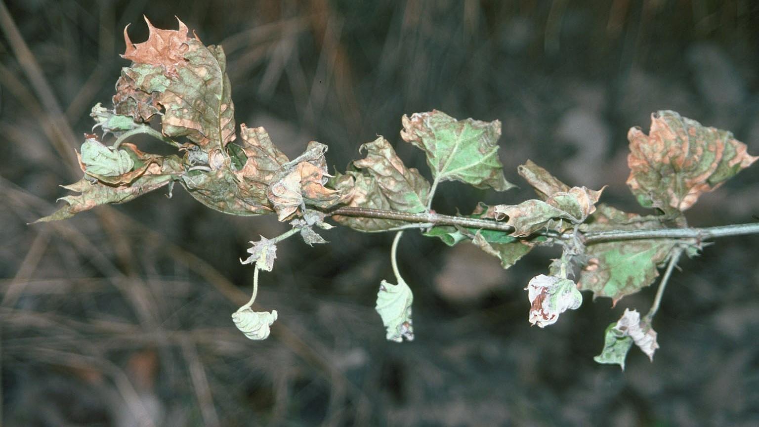 herbicide injury on sycamore tree