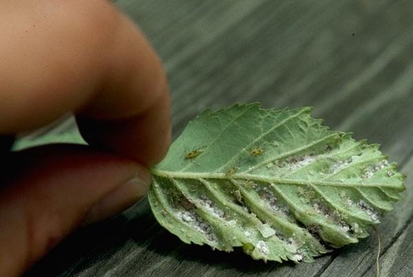 spiny witchhazel gall aphids on birch leaf