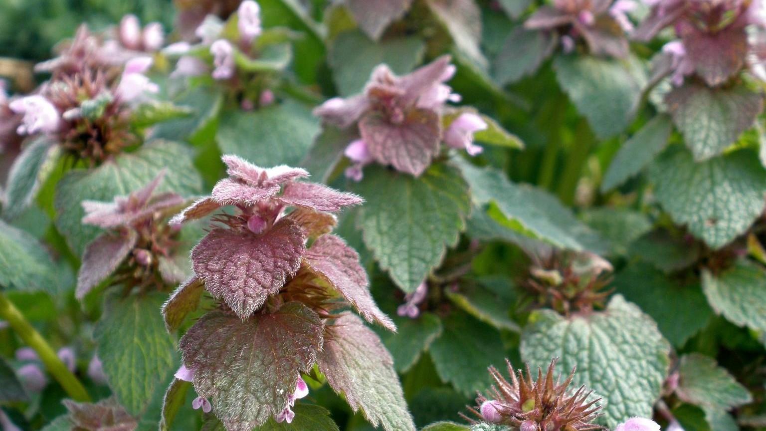 purple deadnettle weeds