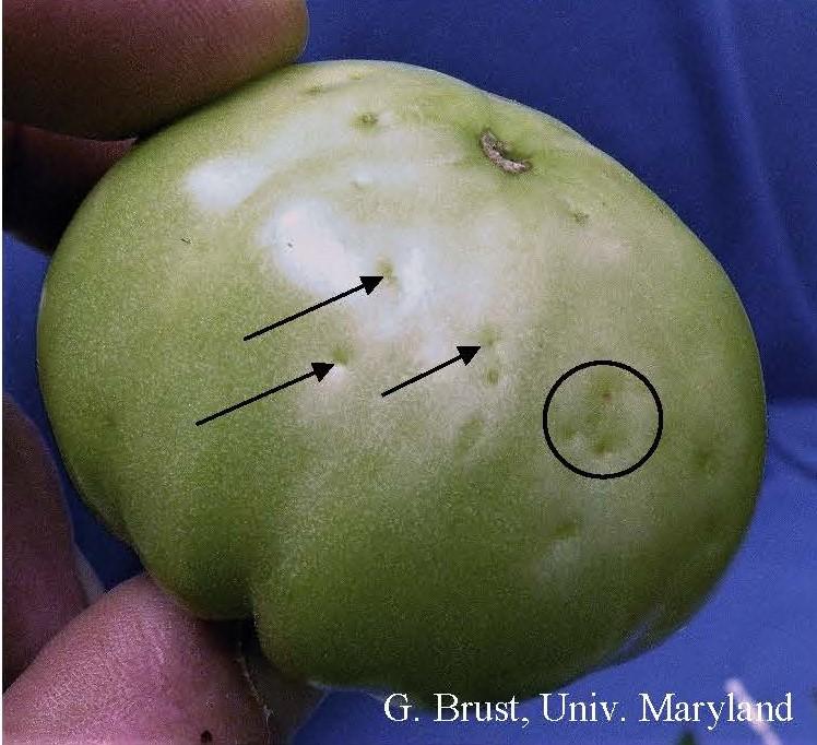 Tomato fruit with WFT ovipostion marks