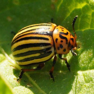 black and orange Colorado potato beetle adult