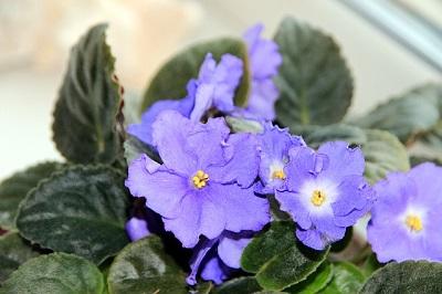 purple African violet flowers