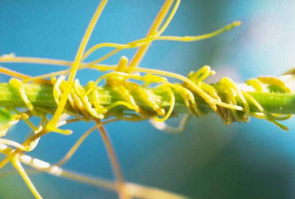 dodder wrappedaround stem