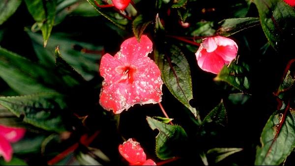 botrytis on impatiens flowers