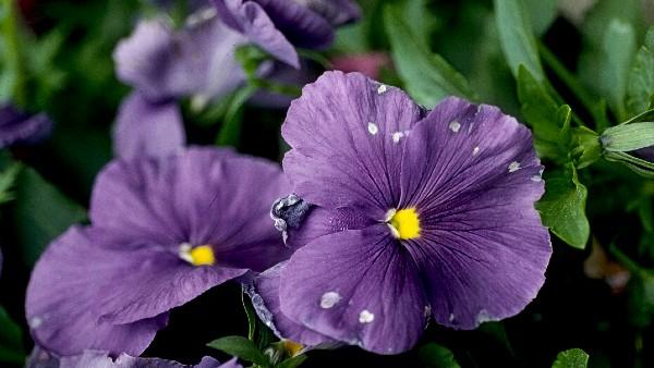 botrytis on pansy