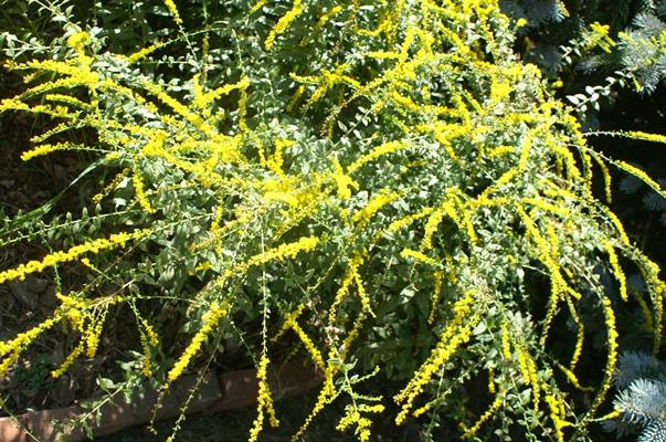 goldenrod flowers