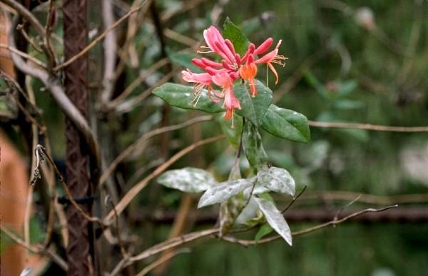 powdery mildew on honeysuckle vine