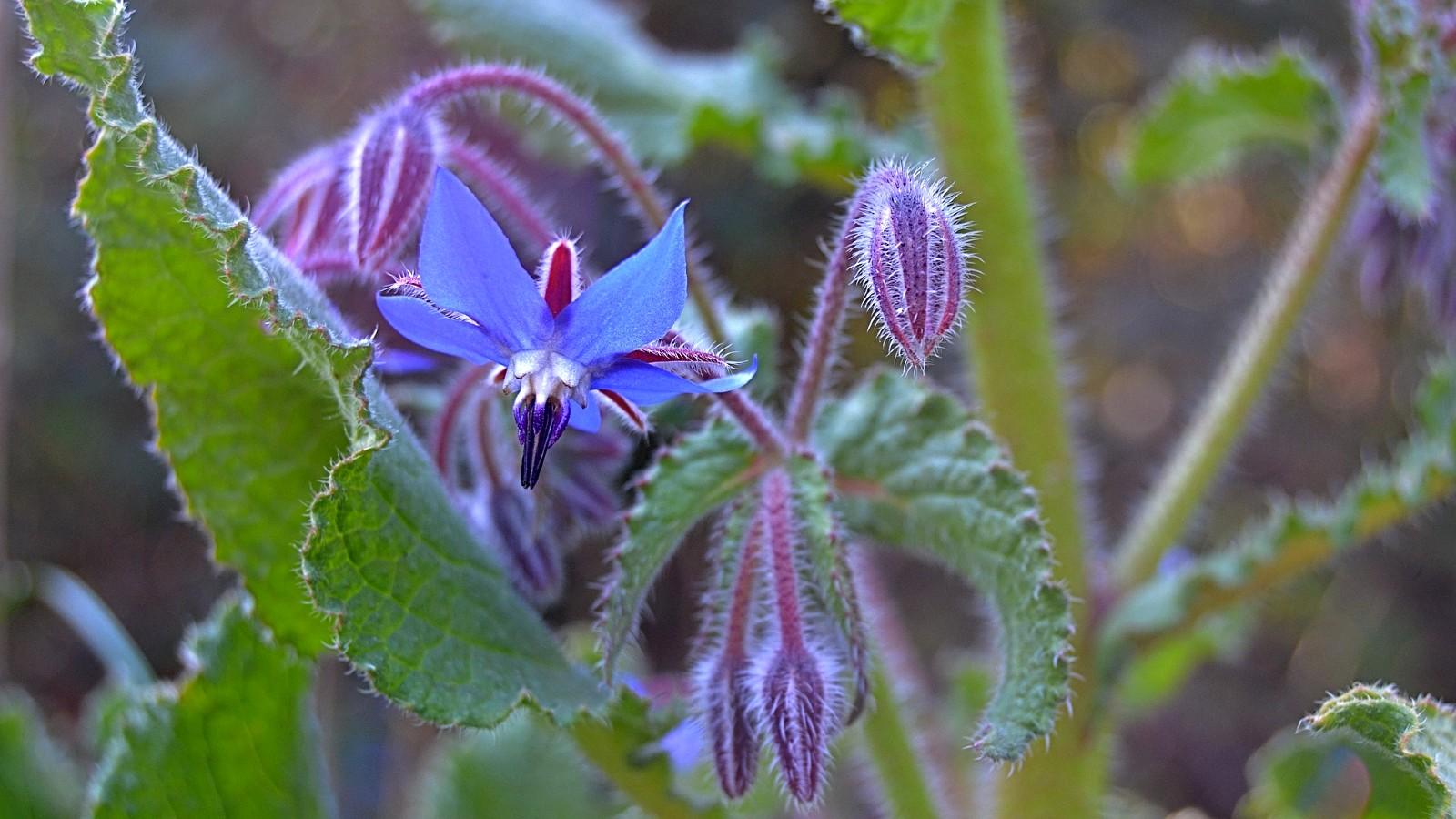 borage herb