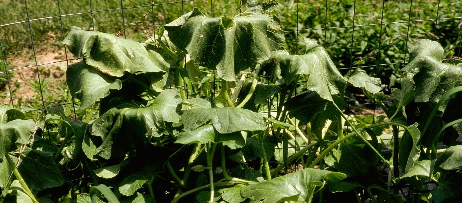 wilting vegetable plant