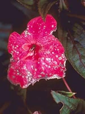 Infected impatiens flower