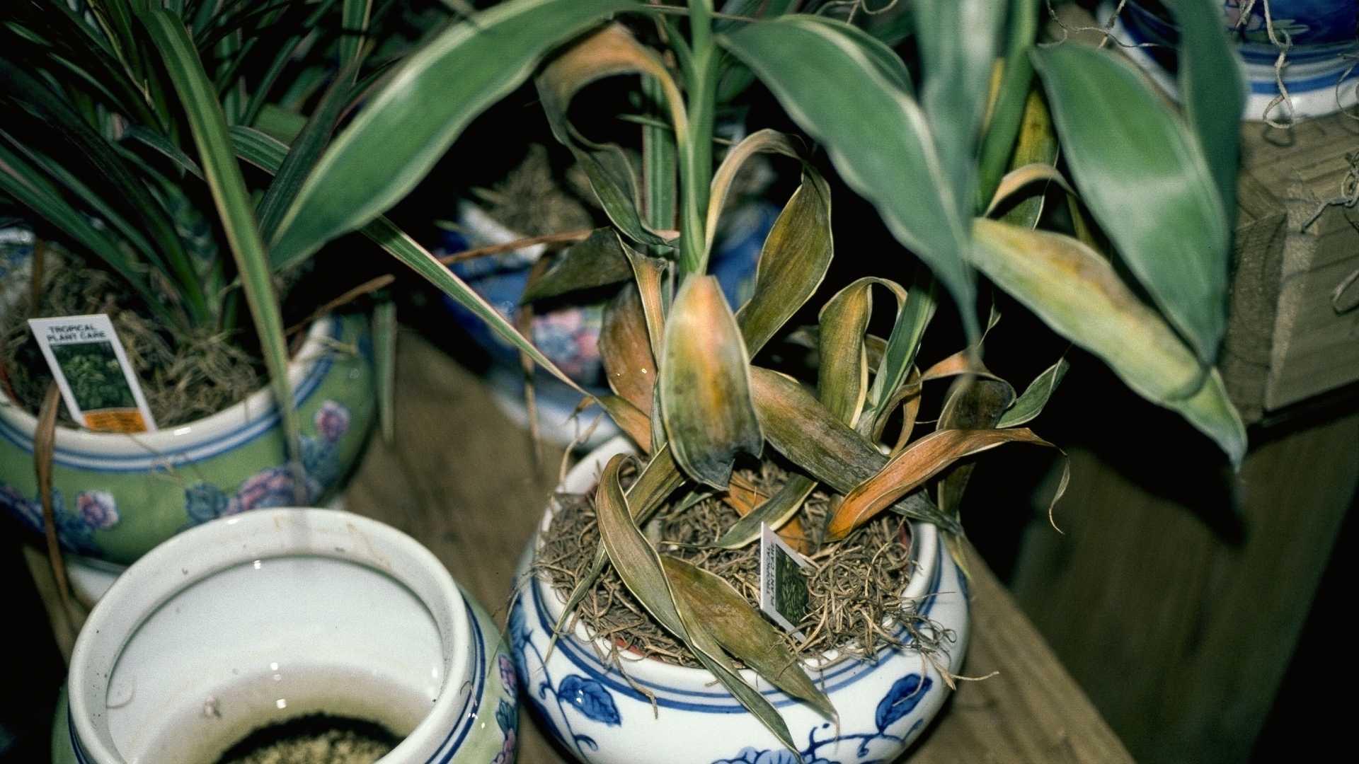 Houseplant dieback