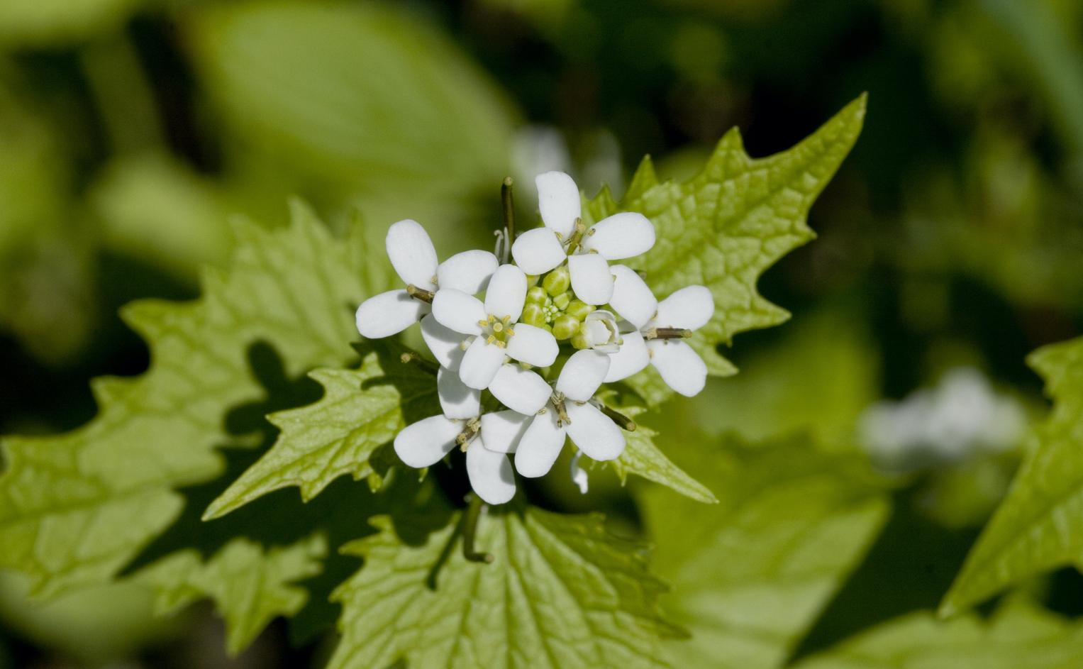 closeup of garlic mustard flower