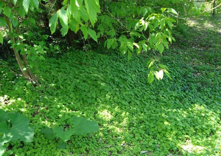 garlic mustard infestation