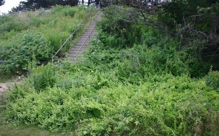 infestation of japanese honeysuckle