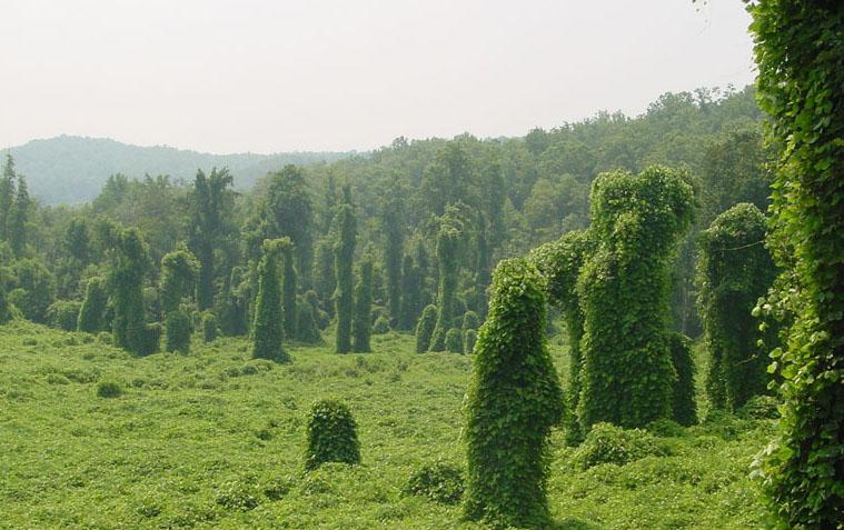 infestation of kudzu 