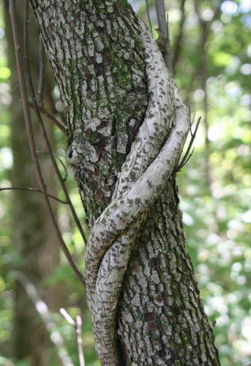 oriental bittersweet wrapping around a tree