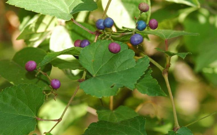 fruit of porcelainberry