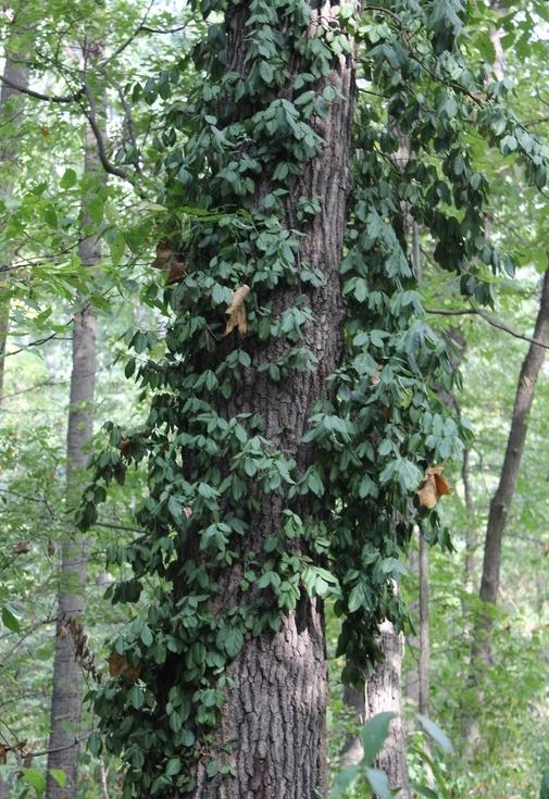 wintercreeper on tree