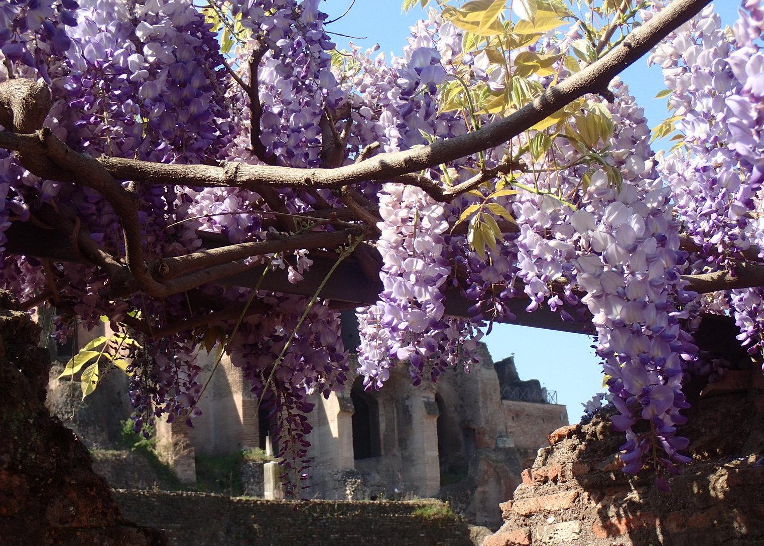 wisteria flowers