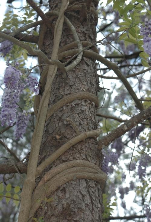 vines of wisteria