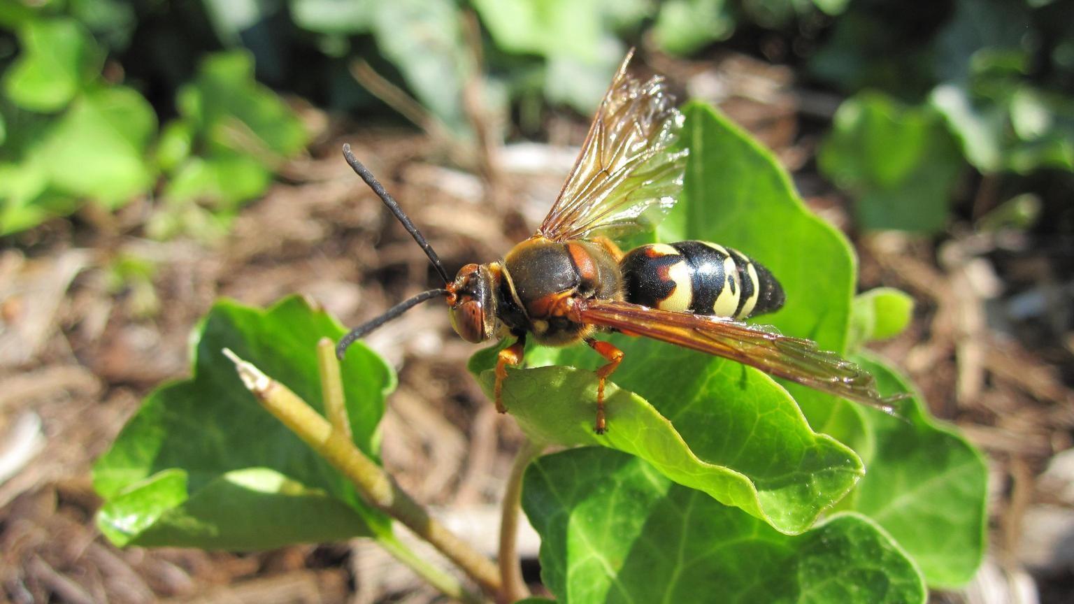 cicada killer wasp