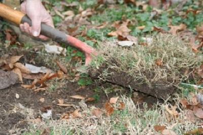 slicing through grass with a spade