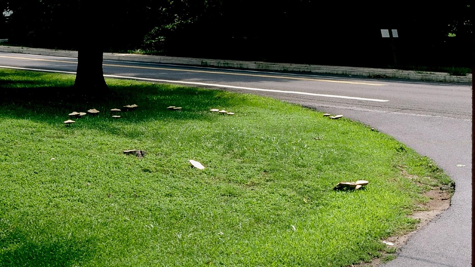 fairy ring of mushrooms