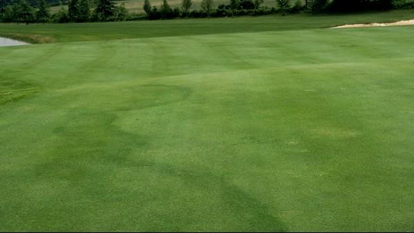 fairy ring in turf