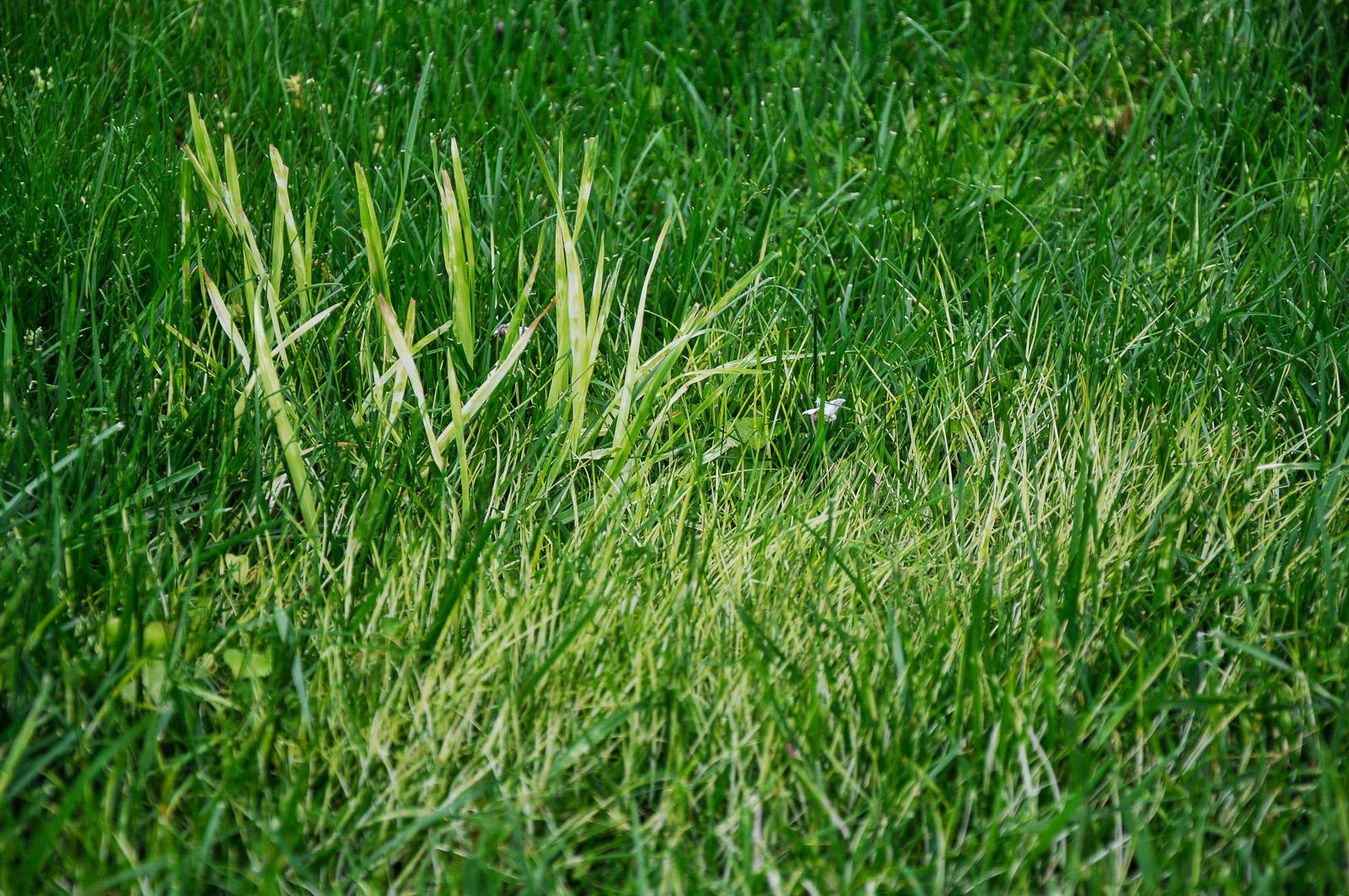 herbicide damaged lawn