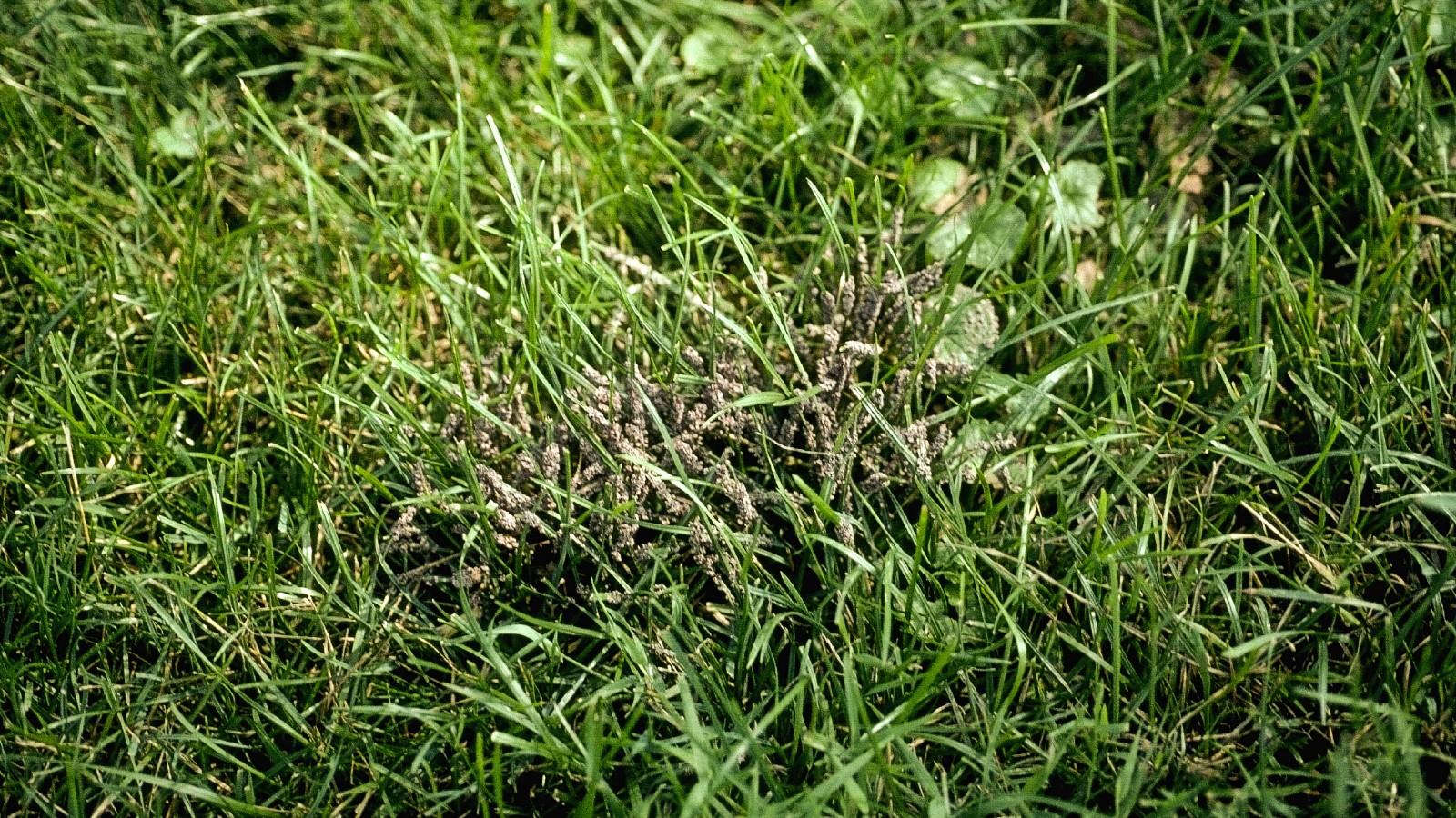 slime mold on turf